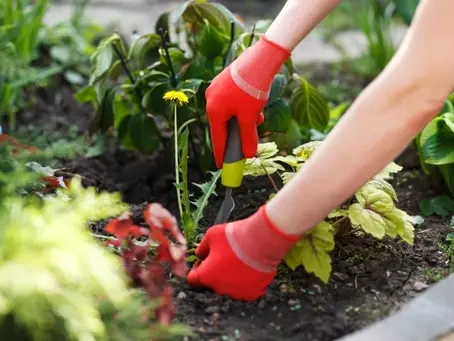 5 Ways To Control Weeds In Your Flower & Garden Beds