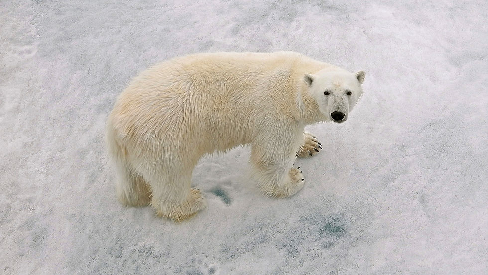pintari-polar-bear-male-3986213