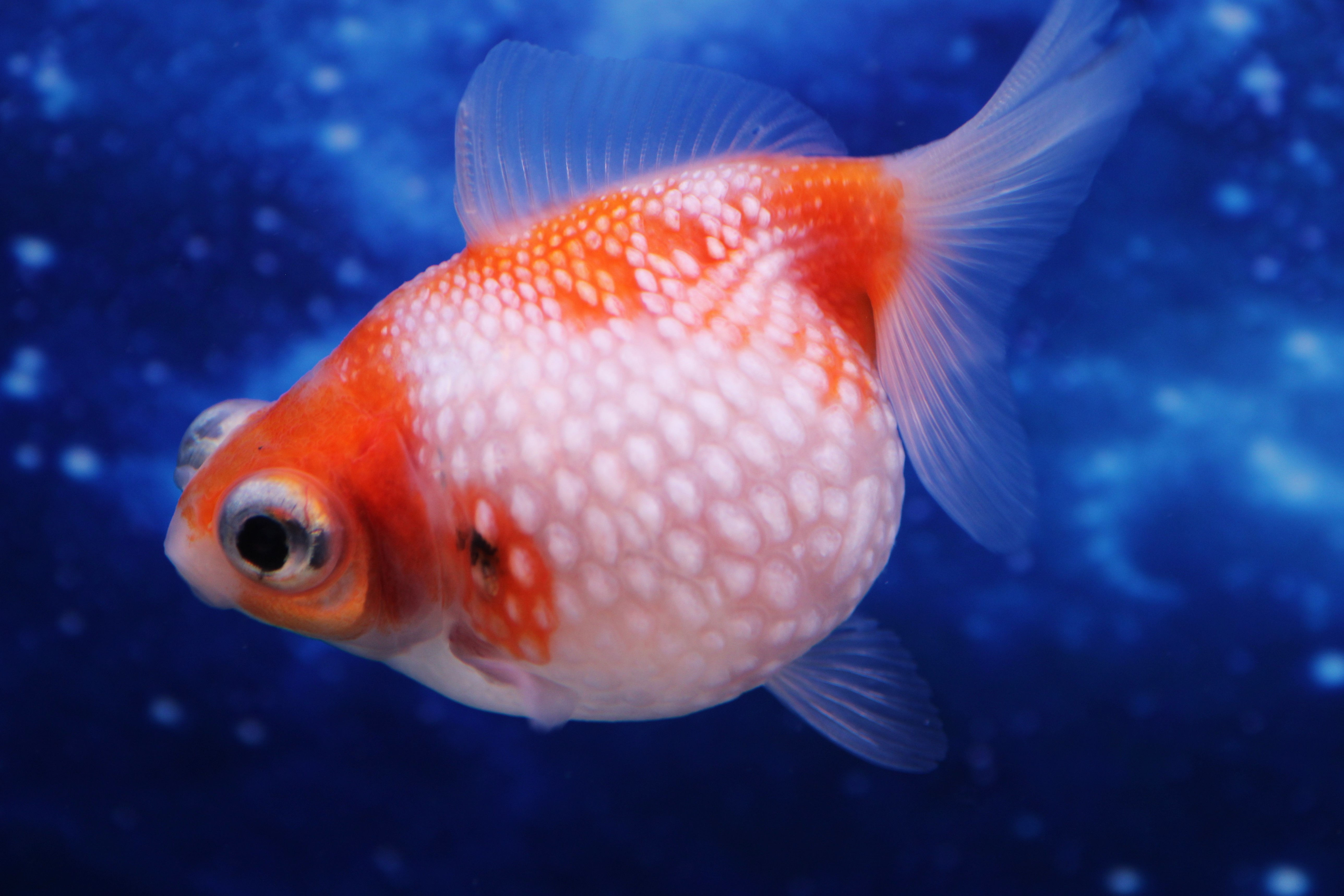 Sakura Telescope Pearlscale TP01