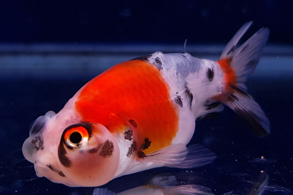 Thumbnail: Calico Bubble-Eye Goldfish BE51