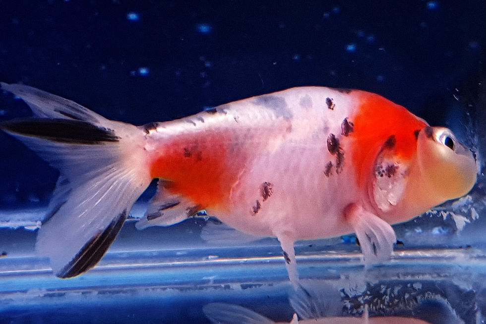 Thumbnail: Calico Bubble-Eye Goldfish BE20