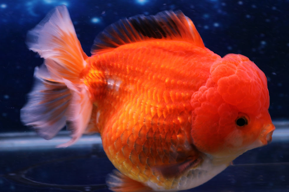 Thumbnail: Metallic Oranda MO27