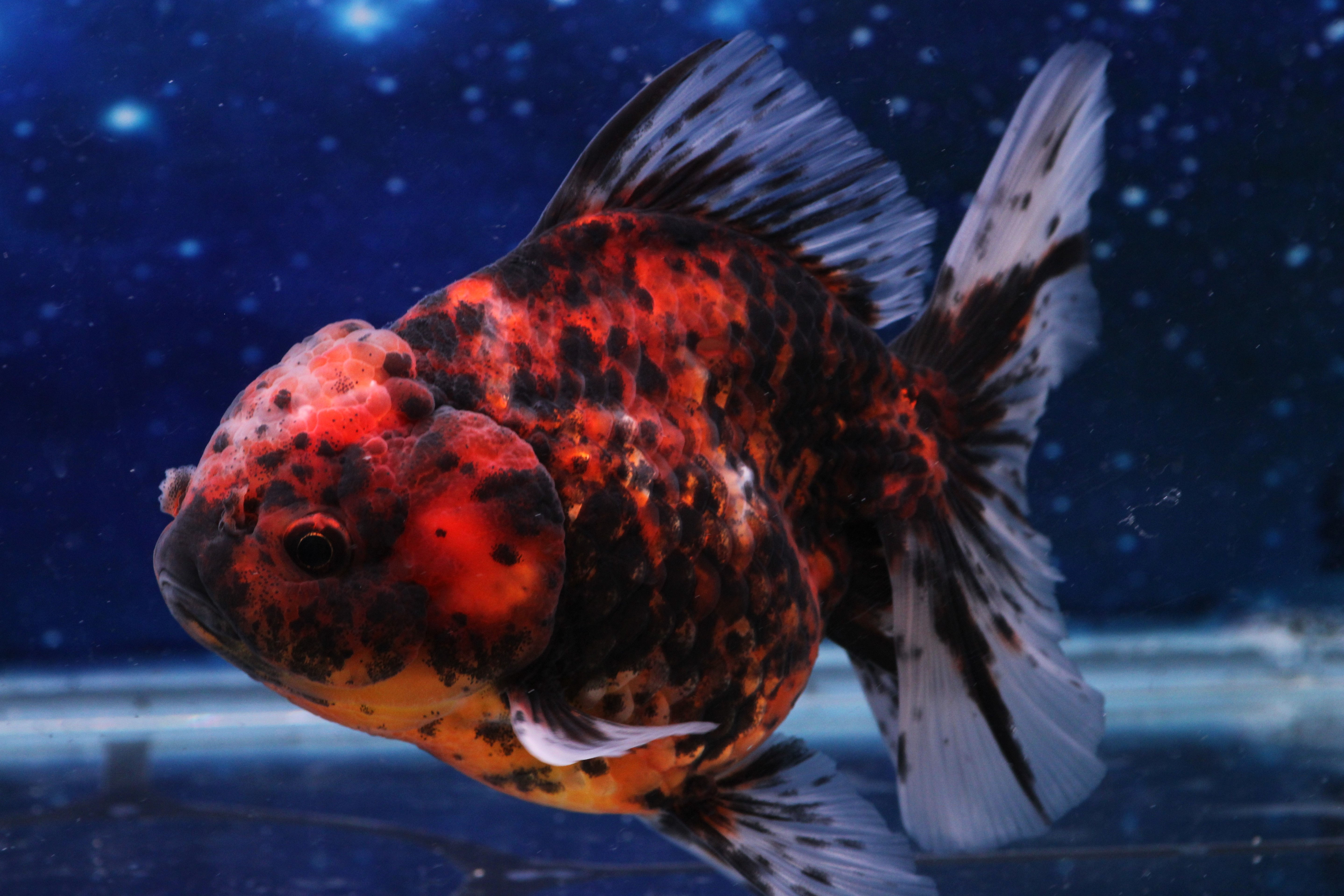 Calico Orchid-Tail Oranda CO104