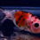 Thumbnail: Calico Bubble-Eye Goldfish BE35
