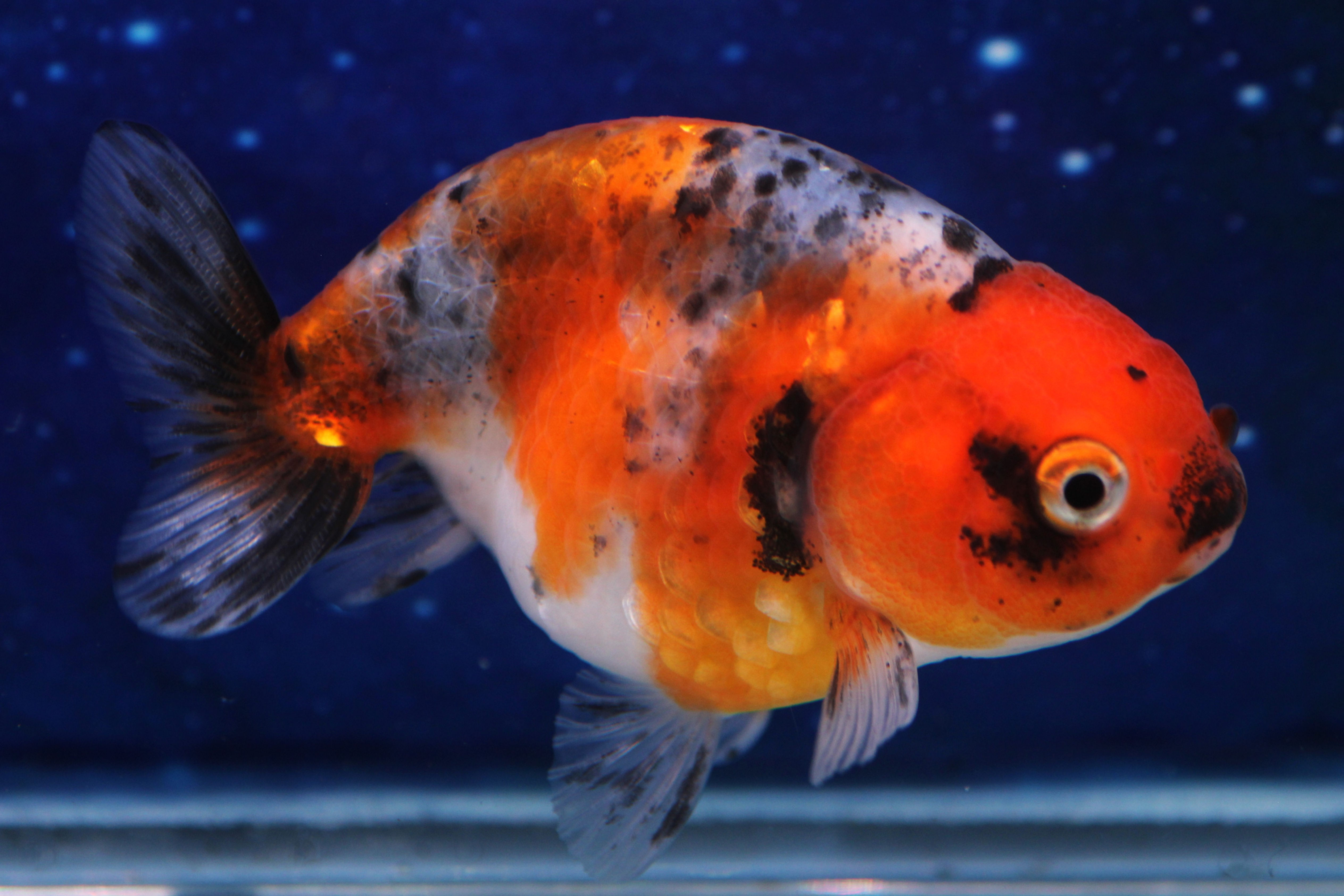 Calico Ranchu (Female) CR61