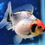Thumbnail: Calico Short-Tail Oranda CO91