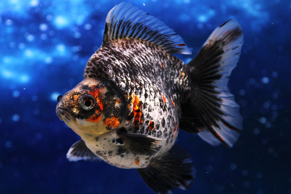Thumbnail: Short-Tail Calico Ryukin (Male) CRY16