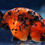 Thumbnail: Calico Ranchu (Male) CR65