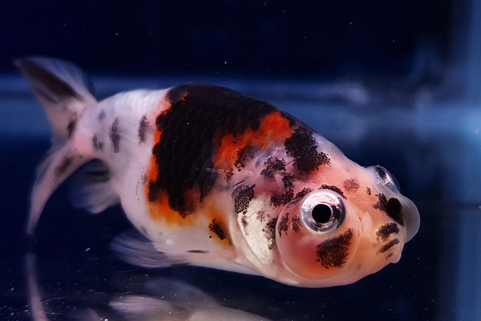 Thumbnail: Calico Bubble-Eye Goldfish BE50