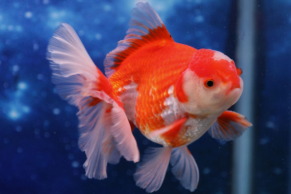 Thumbnail: Metallic Orchid-Tail Oranda (Male) MO24