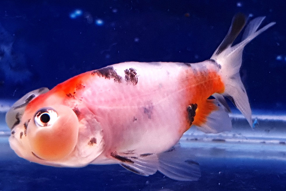 Thumbnail: Calico Bubble-Eye Goldfish BE20