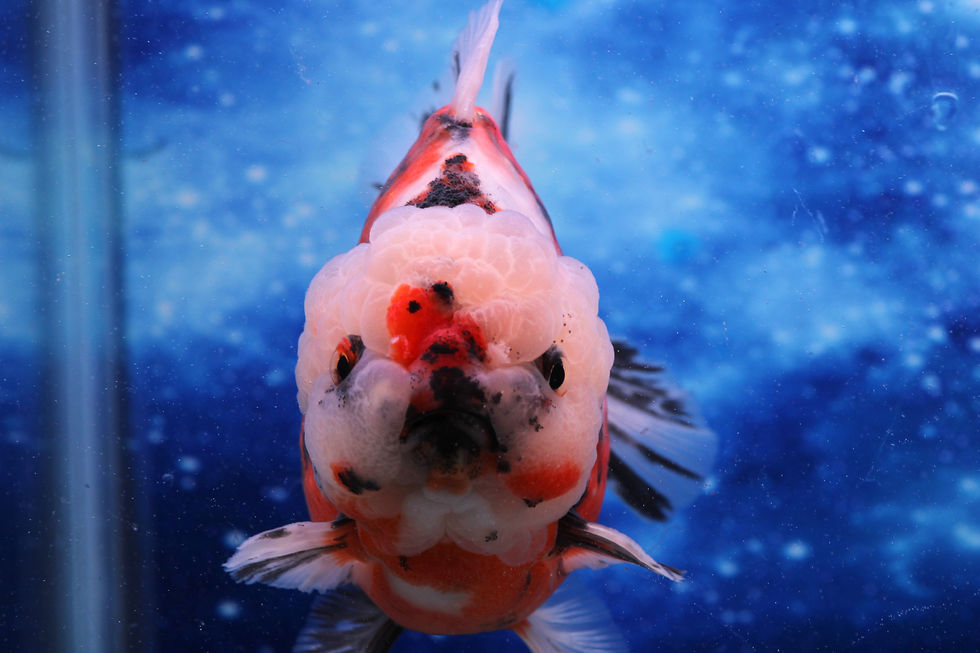 Thumbnail: Calico Oranda CO111