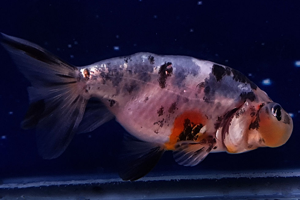 Thumbnail: Calico Bubble-Eye Goldfish BE47