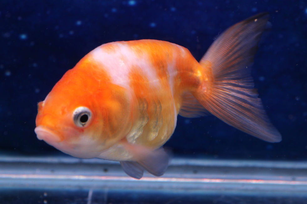 Thumbnail: Sakura Egg Fish EF04