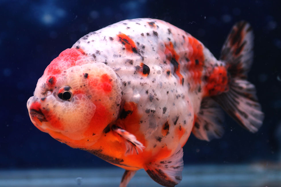 Thumbnail: Calico Ranchu CR86