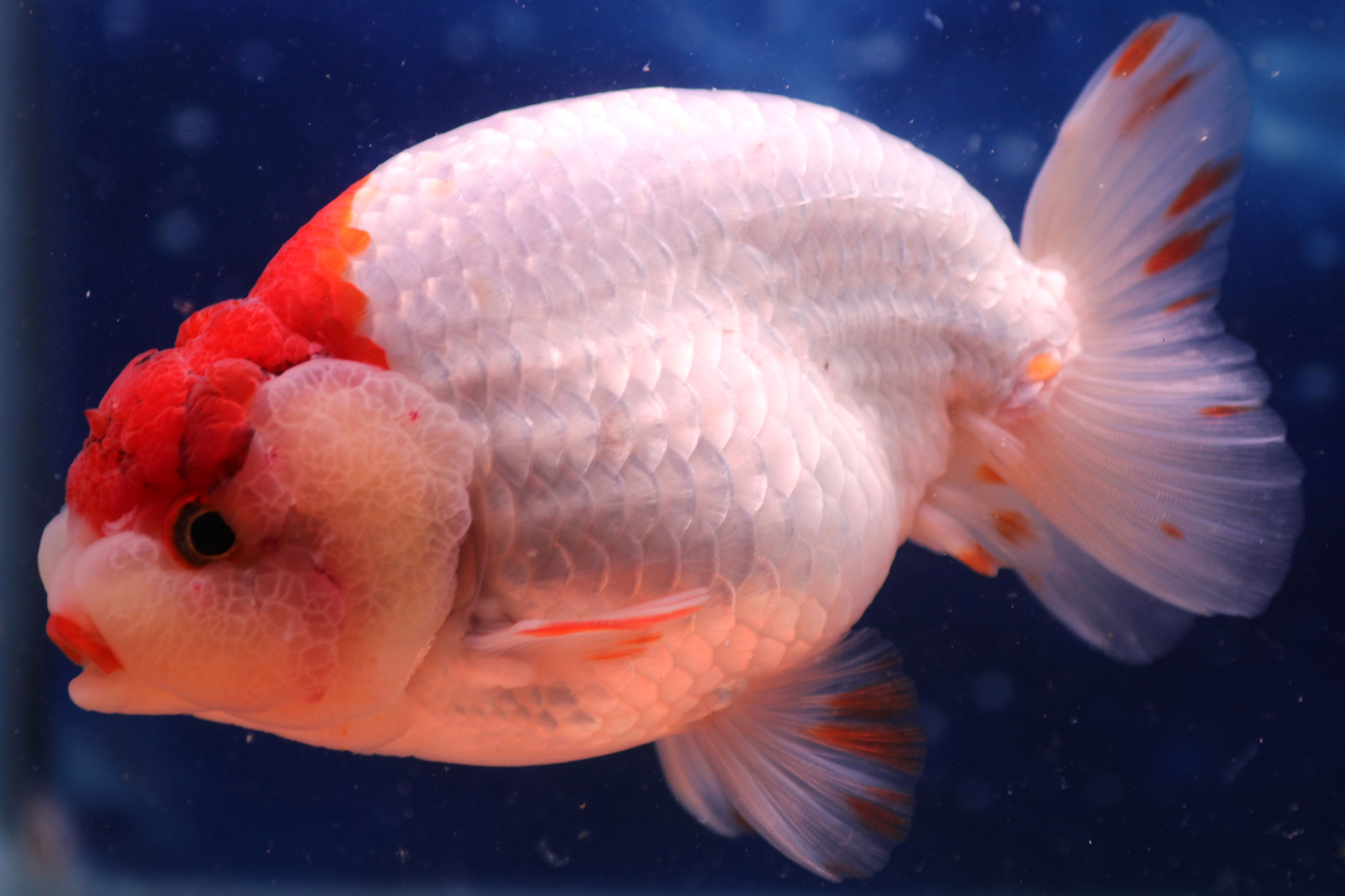 Metallic Ranchu MR47