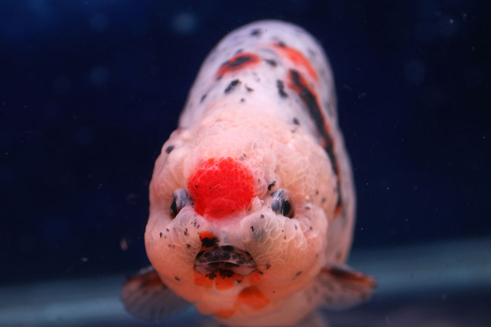 Thumbnail: Calico Ranchu CR87