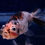 Thumbnail: Calico Bubble-Eye Goldfish BE50