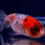 Thumbnail: Calico Bubble-Eye Goldfish BE34