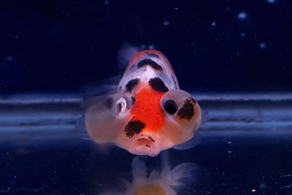 Thumbnail: Calico Bubble-Eye Goldfish BE41
