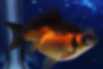 Thumbnail: Tele-Saba Goldfish TS01