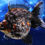Thumbnail: Short-Tail Calico Ryukin (Male) CRY16