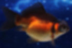 Thumbnail: Tele-Saba Goldfish TS01
