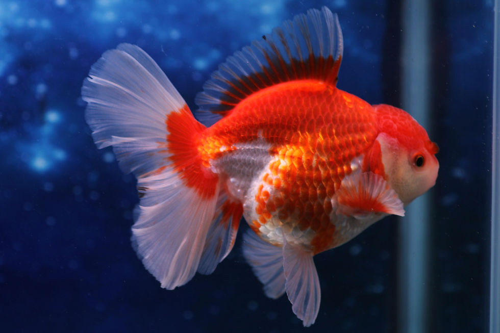 Thumbnail: Metallic Orchid-Tail Oranda (Male) MO24