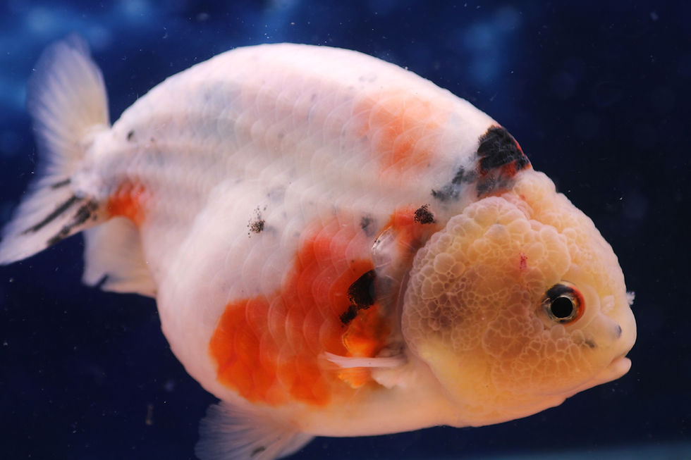 Thumbnail: Calico Ranchu CR84
