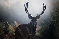 tumblr_mirsf9Eew71s6eq8ko1_500