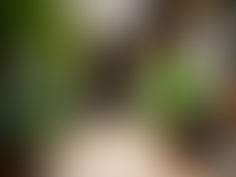 What Makes Mysore a Great Destination for Homestays