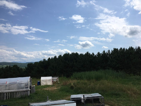 Ma participation à un abattage de poule dans une ferme 