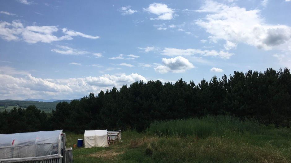 Ma participation à un abattage de poule dans une ferme 