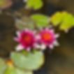 Lotus at Tanner Springs Square.jpg