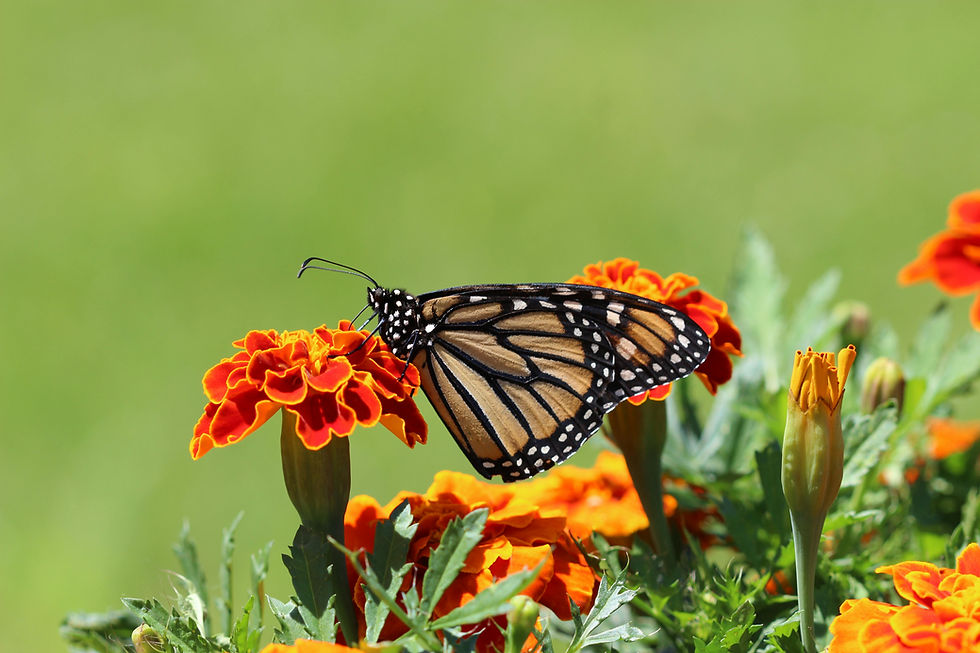 A butterfly on a flower