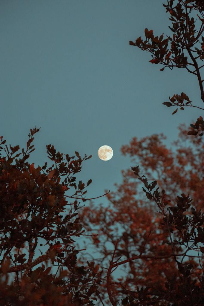 A full moon seen through tree branches