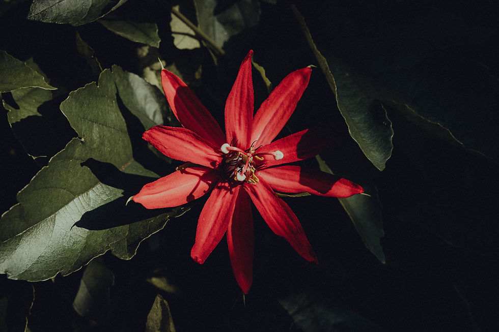 Fllower