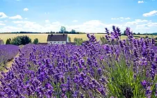 cotswold-lavender-16.jpg.webp