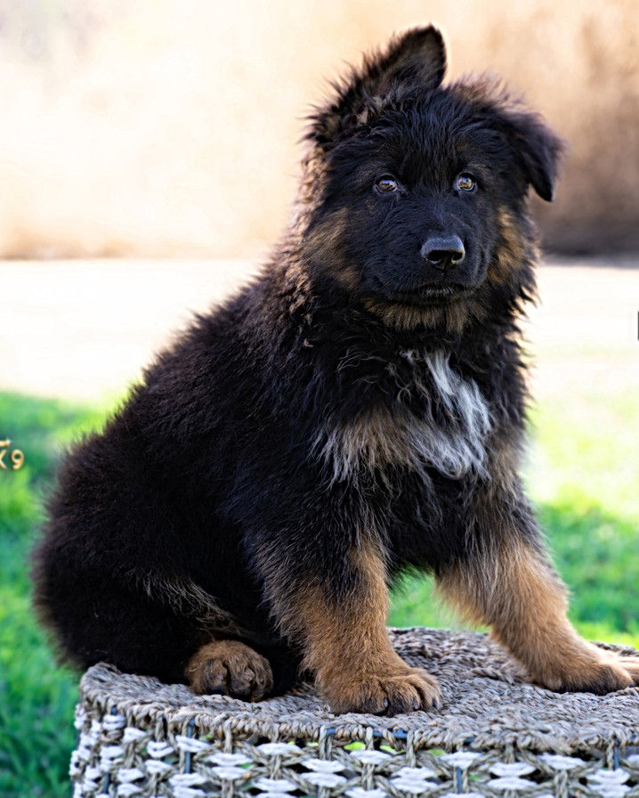 Healthy Long Hair German Shepherd Puppy thriving on pawTree nutrition, endorsed by Royal Tribes K9.