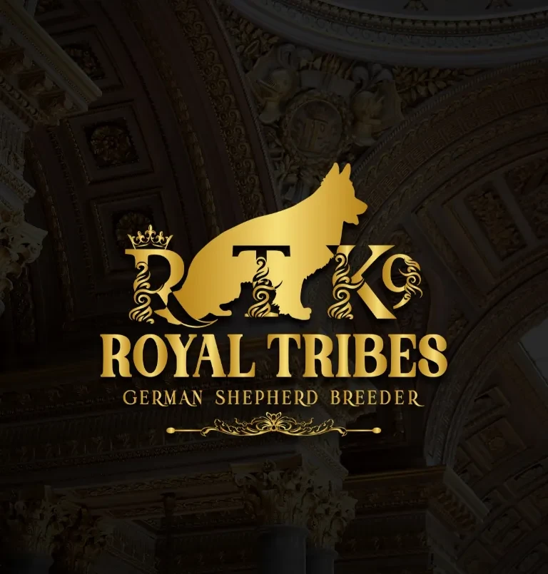 #1 German Shepherd Breeder at Royal Tribes K9