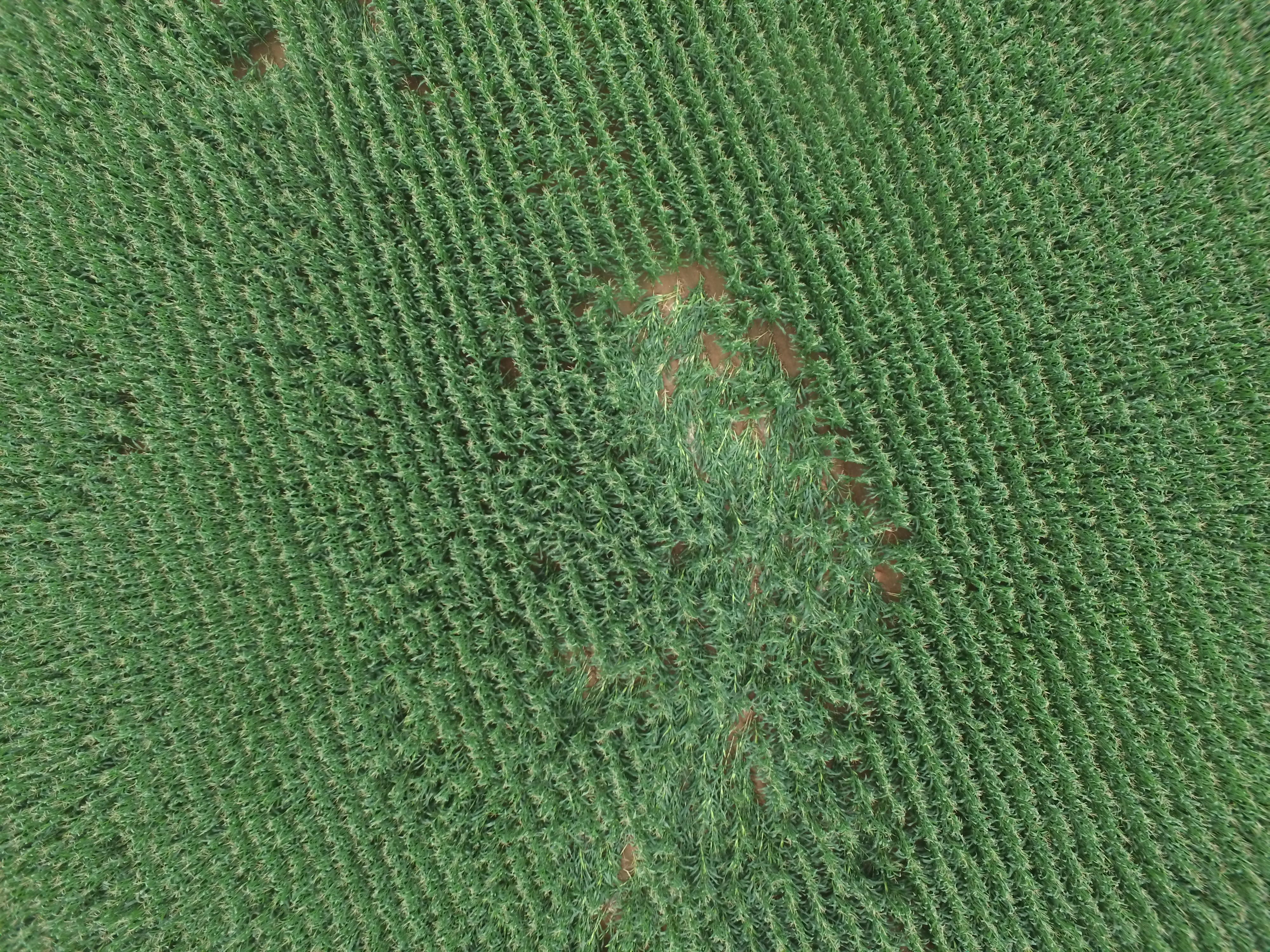 DJI_0055