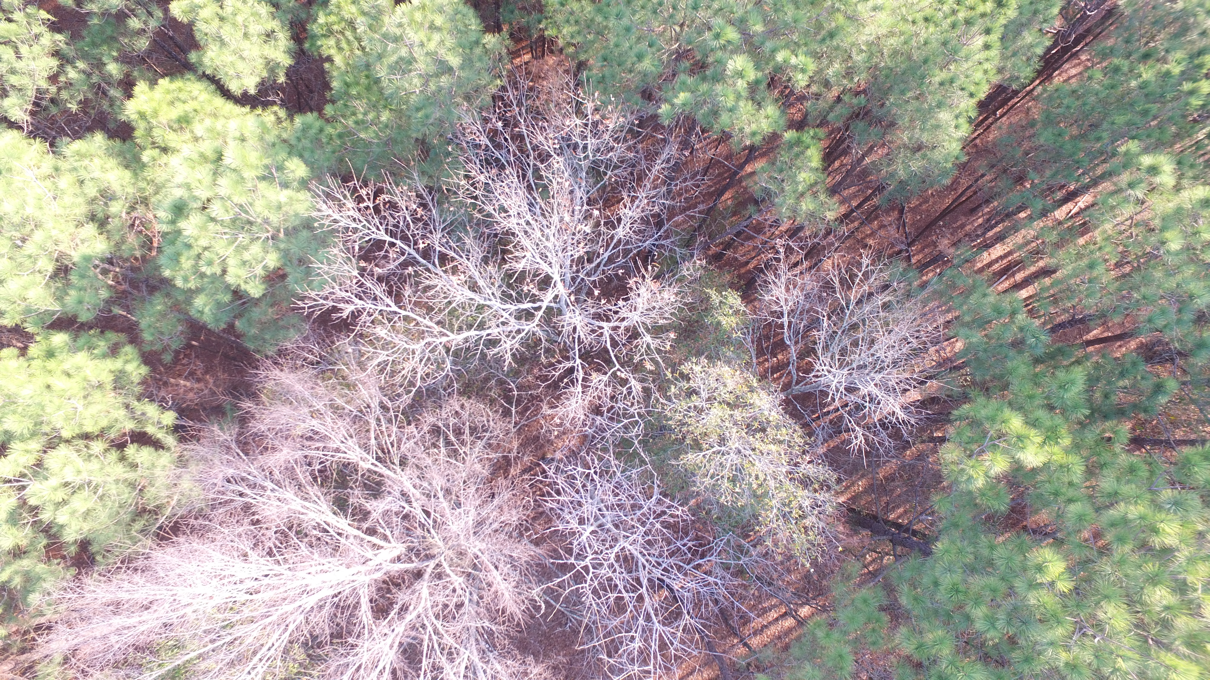 DJI_0050