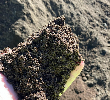 mushroom compost.jpg