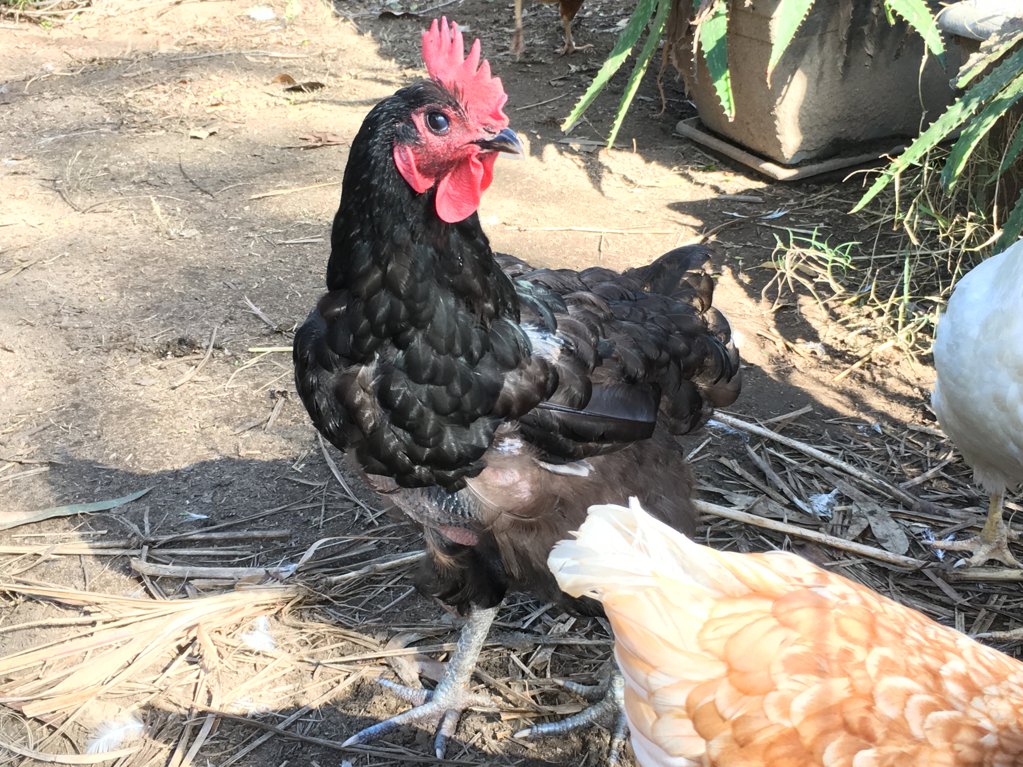 Ebony the Australorp in full moult