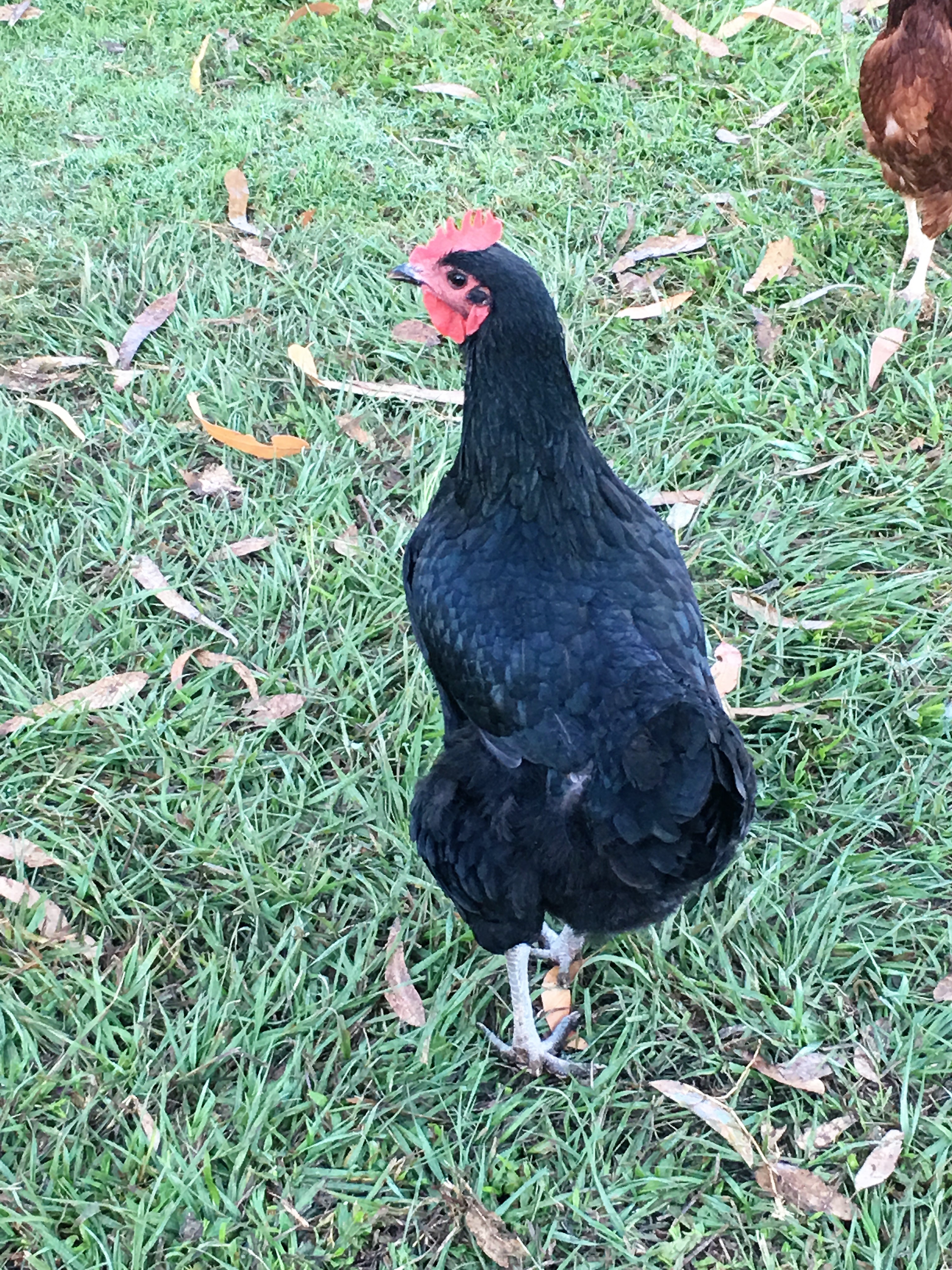 Ebony the Australorp 27 days later