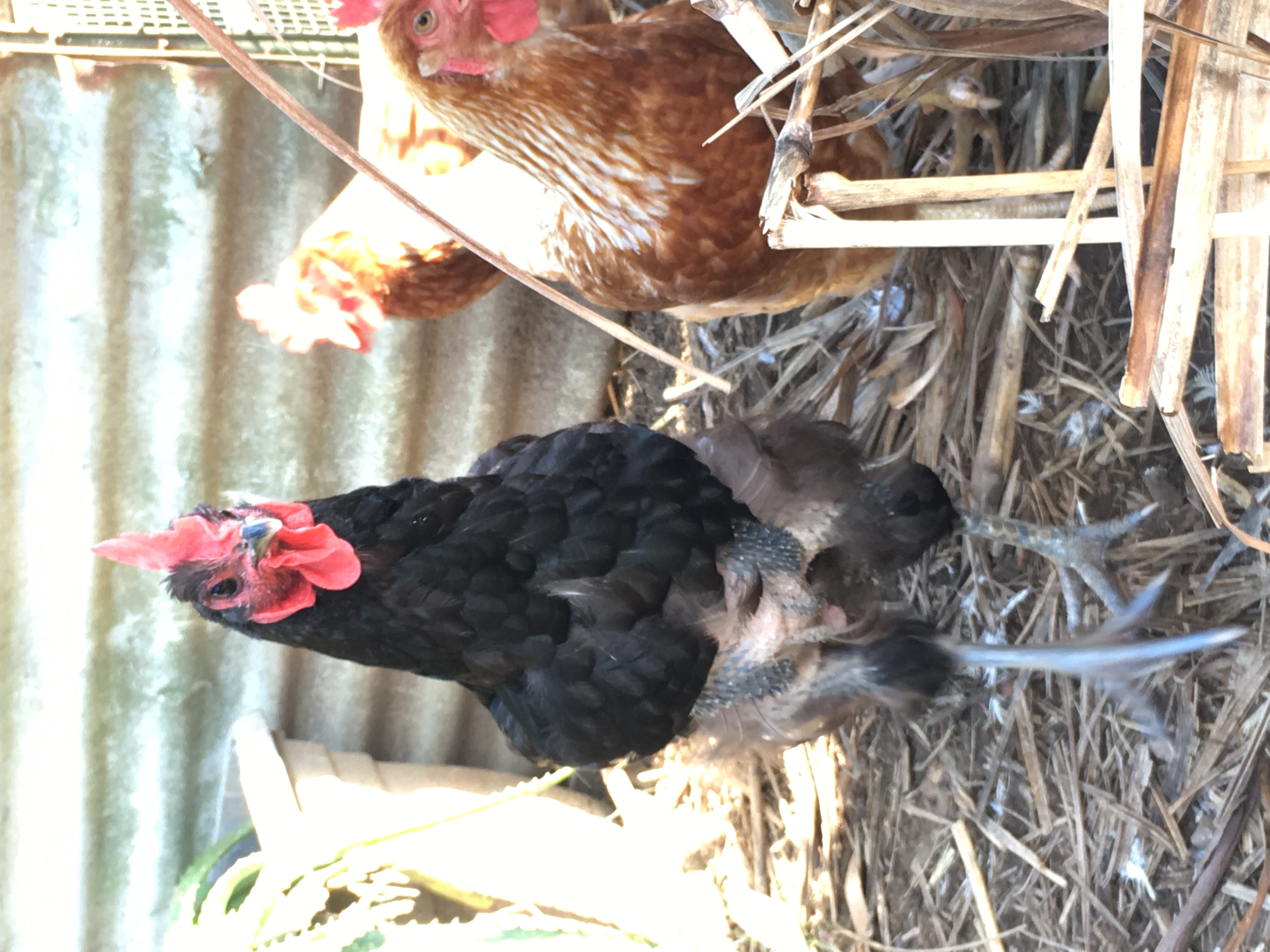 Ebony the Australorp in full moult