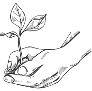 Illustration of two hands gently holding a growing seedling, symbolizing healing, growth, and family wellness at Tree of Life
