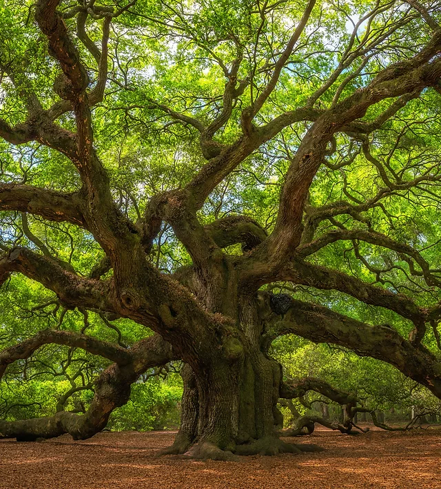 Tree Of Life Family Chiropractic Spartanburg Sc