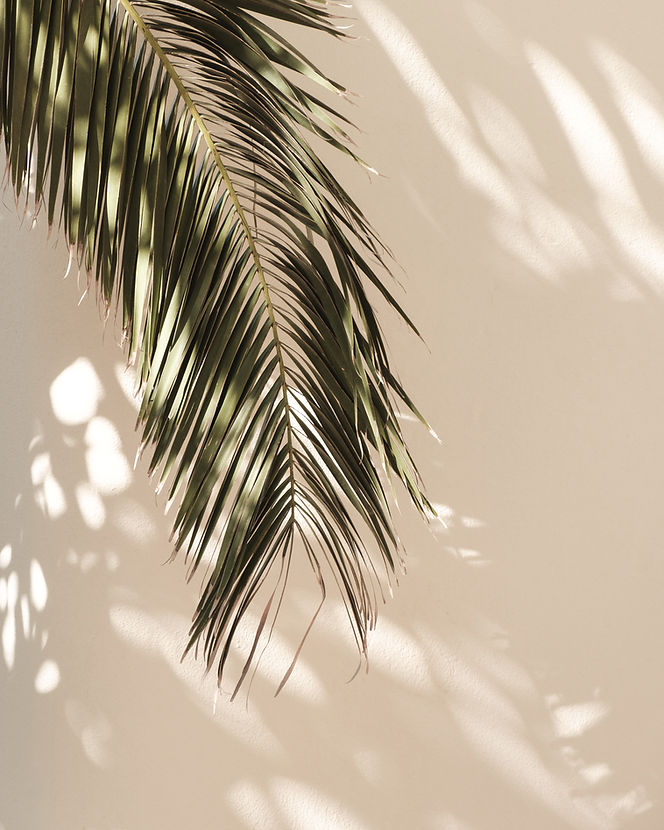 Palm Leaves