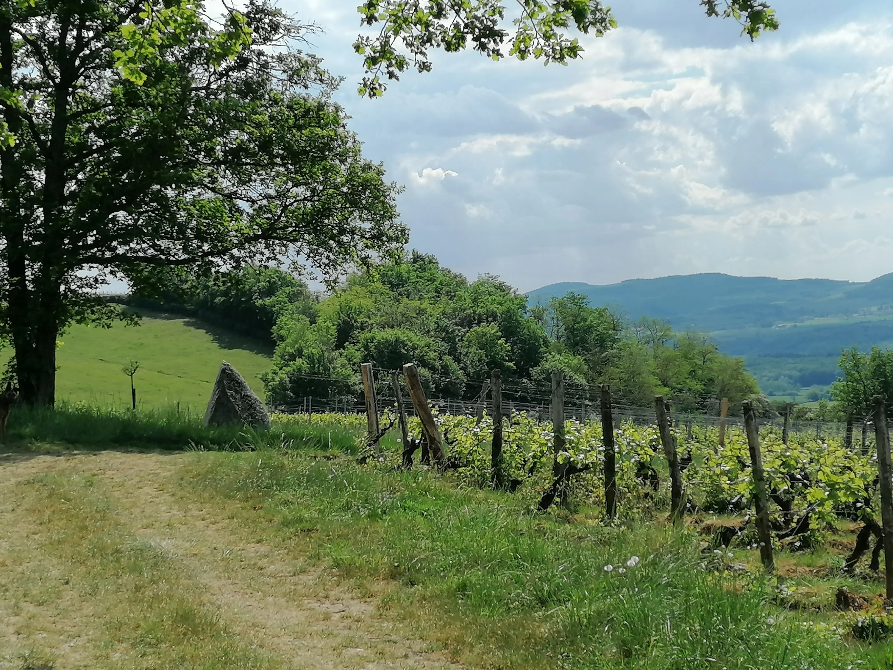f0d9139d2b1d--organic-biodynamic-wine-burgundy-macon-domaine-de-thalie_4000x.webp